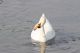 2_cigni_a_nosate_287929.jpg