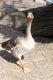 Legnano_animali_parco_2011_marzo_ridotte_281429.jpg