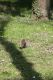 Nome del file=Legnano_animali_parco_2011_marzo_ridotte_283329.jpg
Dimensione del file=218KiB
Dimensioni=854x1281
Aggiunta il=Mar 29, 2011 Legnano_animali_parco_2011_marzo_ridotte_283329.jpg
