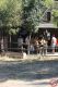 Cowboyland_2824629.jpg