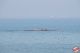 Rosignano_28429.jpg