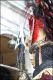 Venezia_carnevale_2012__2817929.jpg