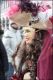 Venezia_carnevale_2012__2820029.jpg