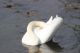 2_cigni_a_nosate_288229.jpg