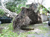 Nome del file=_414_Hurricane_Katrina_200537439403_4.jpg
Dimensione del file=58KiB
Dimensioni=400x300
Aggiunta il=Mag 30, 2009 _414_Hurricane_Katrina_200537439403_4.jpg