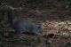 Legnano_animali_parco_2011_marzo_ridotte_2811129.jpg