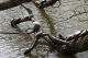 Legnano_animali_parco_2011_marzo_ridotte_2812529.jpg