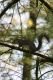 Legnano_animali_parco_2011_marzo_ridotte_285029.jpg