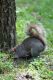 Legnano_animali_parco_2011_marzo_ridotte_288329.jpg