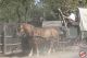 Cowboyland_2826429.jpg