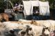 Cowboyland_2828029.jpg