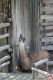Cowboyland_286929.jpg