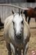Cowboyland_289229.jpg