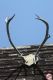Cowboyland_289929.jpg