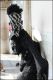 Venezia_carnevale_2012__2827829.jpg