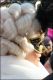 Venezia_carnevale_2012__2859229.jpg